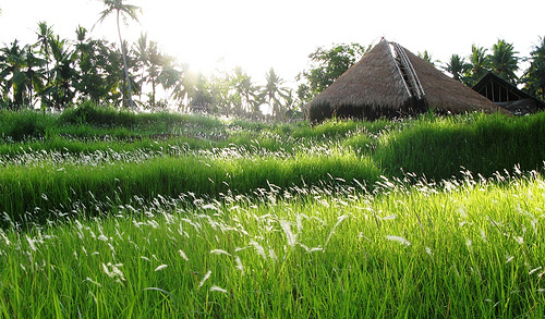 3371070876 2b11b4f06f Espacios Cool para Niños: Green School en Bali