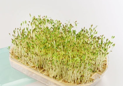 Cultivar germinados con los niños ... divertido y muy saludable 3467425089 42b587b002 o Cultivar germinados con los niños ... divertido y muy saludable