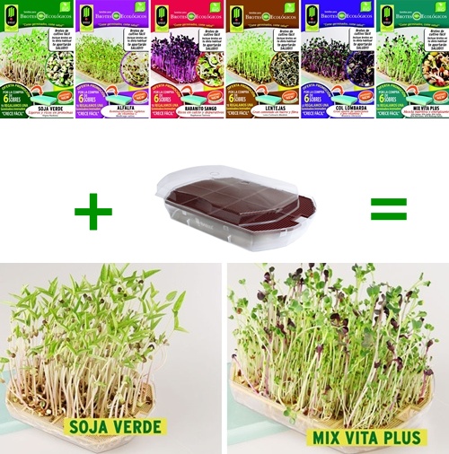 Cultivar germinados con los niños ... divertido y muy saludable 3468235472 0ff3c1f37e o Cultivar germinados con los niños ... divertido y muy saludable