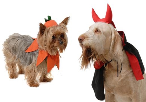 ¡No sin mi perro! mascotas ¡No sin mi perro!